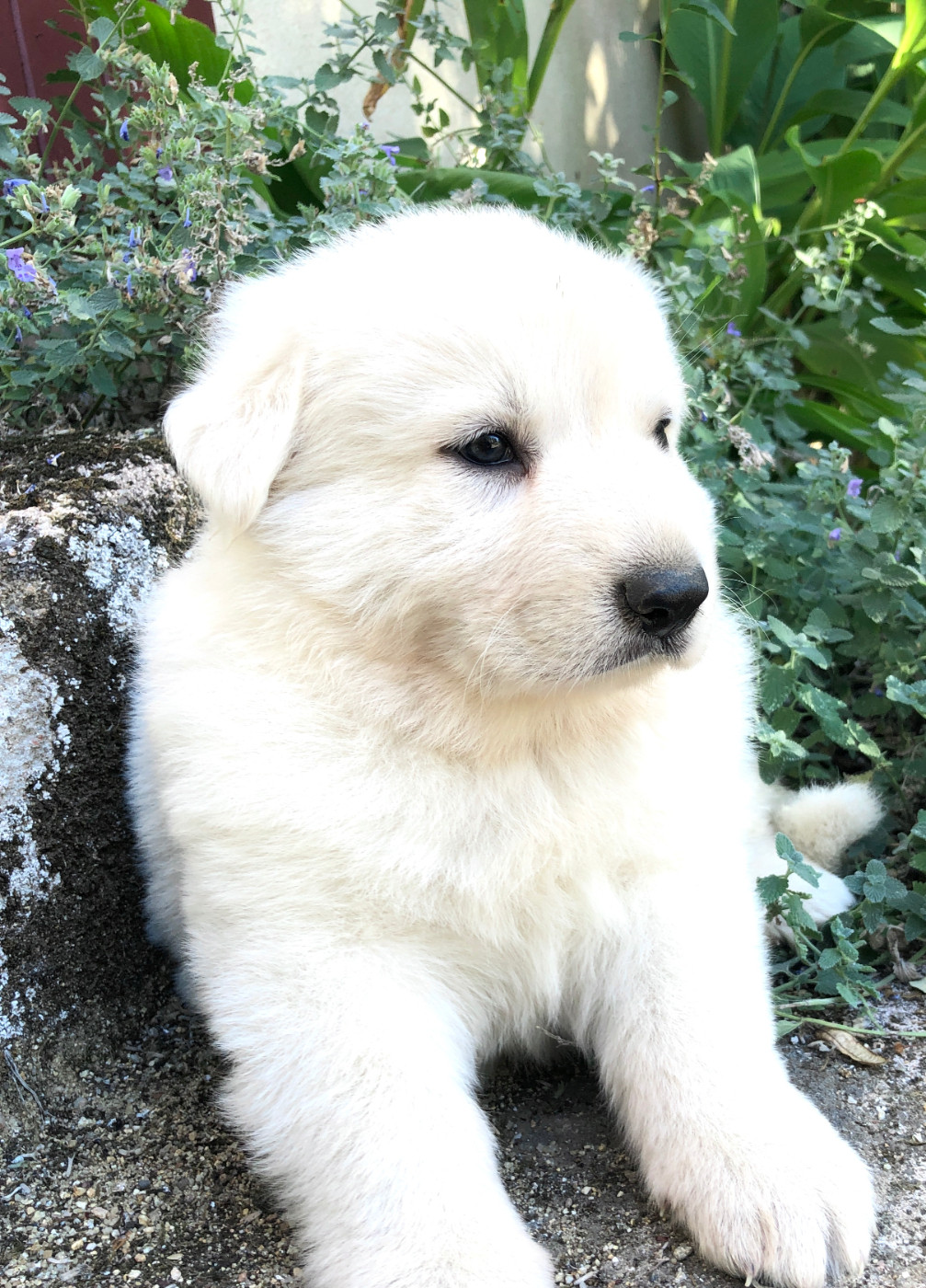 des Chemins d'Iris - Chiots disponibles - Berger Blanc Suisse
