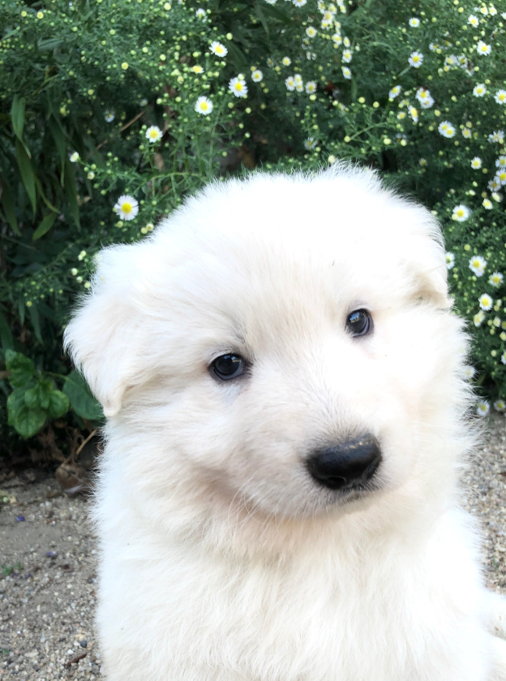 des Chemins d'Iris - Chiots disponibles - Berger Blanc Suisse