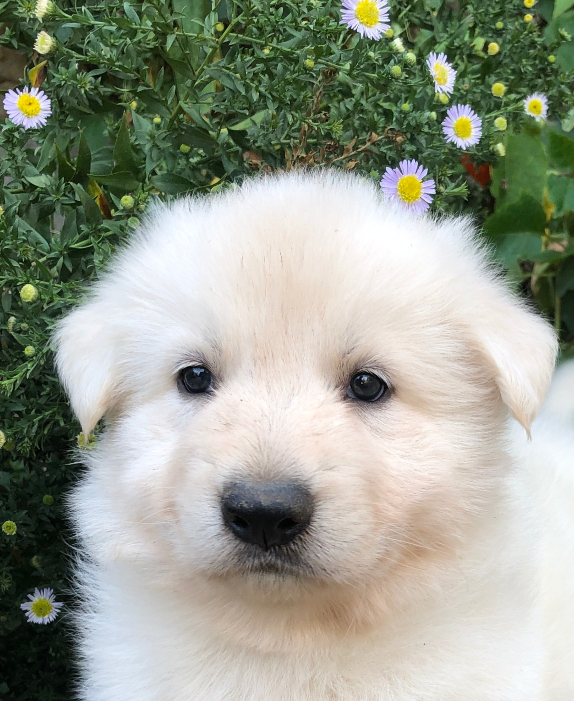 des Chemins d'Iris - Chiots disponibles - Berger Blanc Suisse