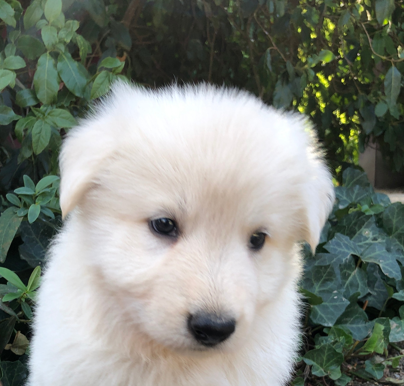 des Chemins d'Iris - Chiots disponibles - Berger Blanc Suisse