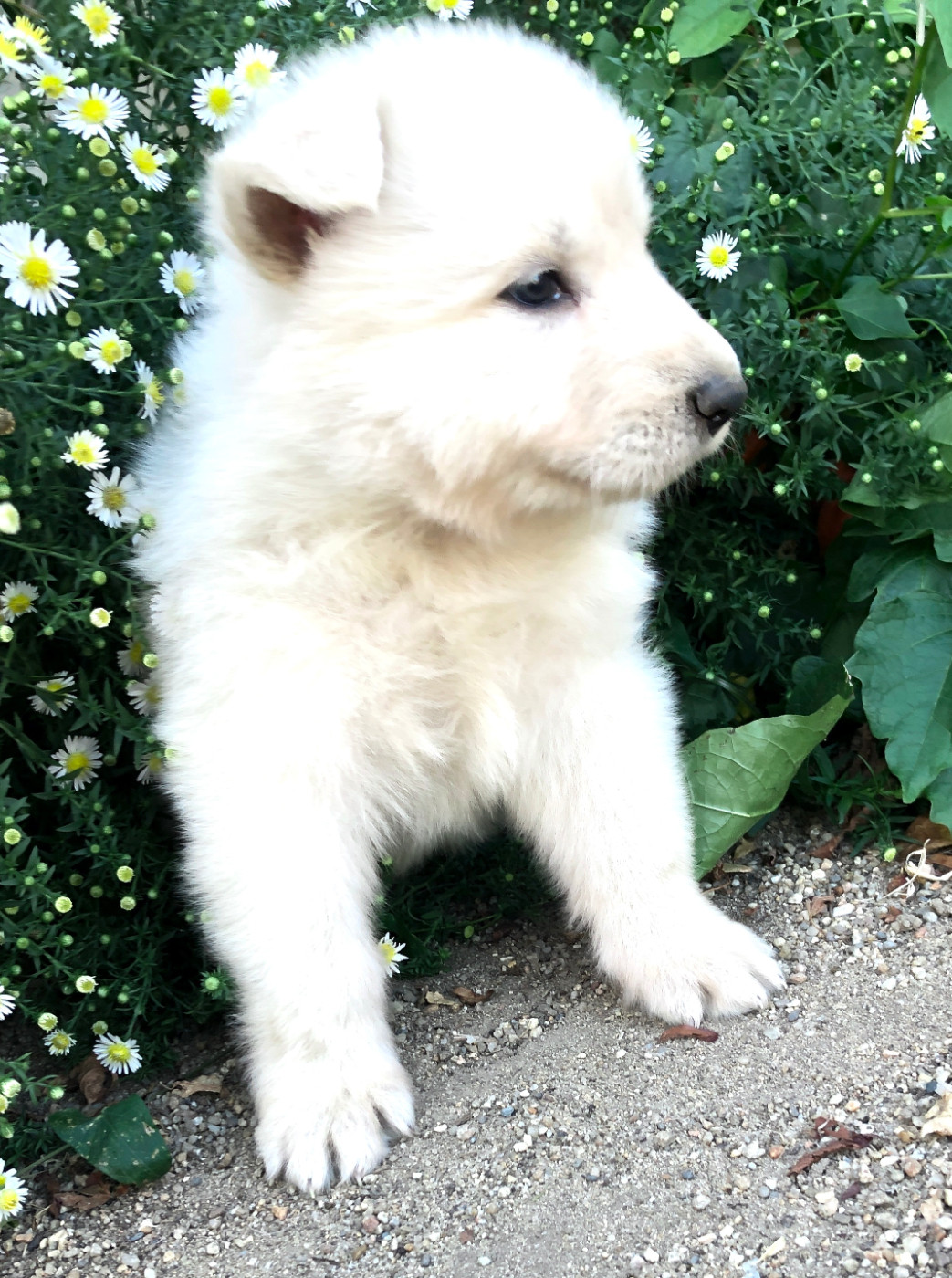 des Chemins d'Iris - Chiots disponibles - Berger Blanc Suisse