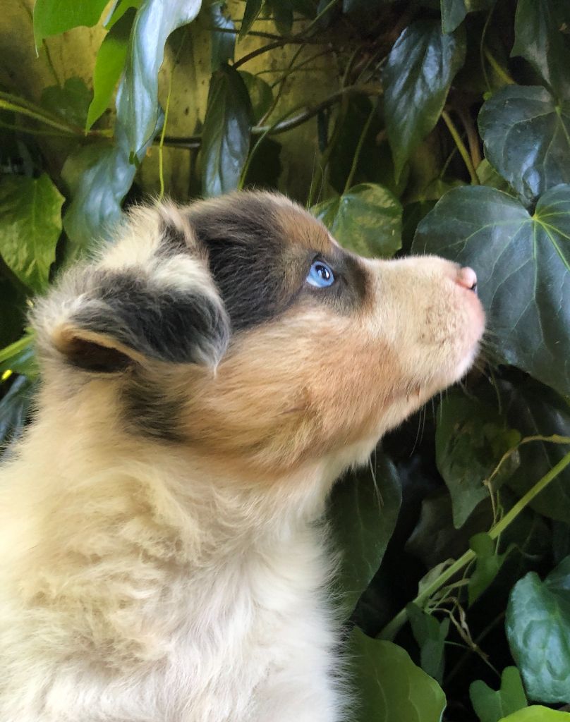 des Chemins d'Iris - Chiots disponibles - Berger Australien