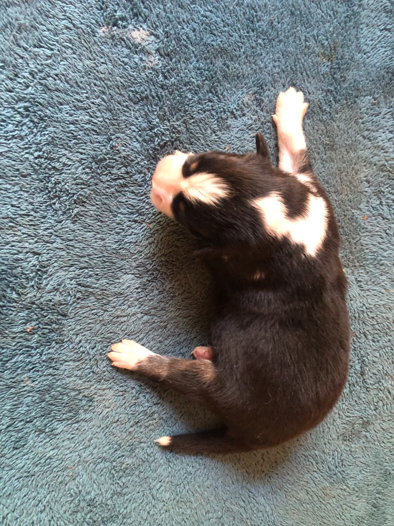 des Chemins d'Iris - Chiots disponibles - Berger Australien