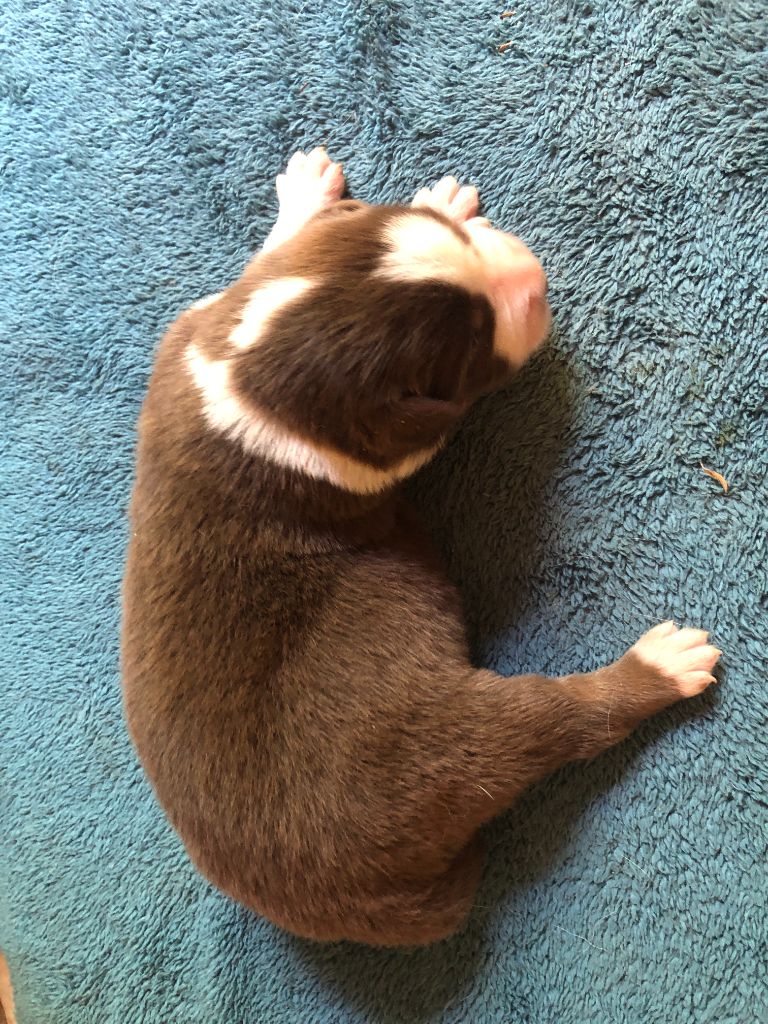 des Chemins d'Iris - Chiots disponibles - Berger Australien