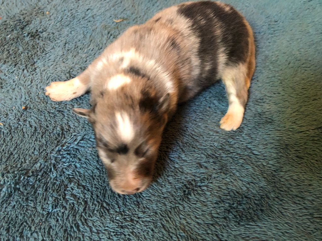 des Chemins d'Iris - Chiots disponibles - Shetland Sheepdog