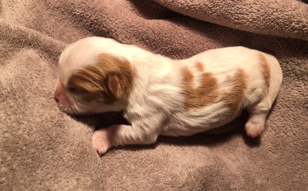 des Chemins d'Iris - Chiots disponibles - Cavalier King Charles Spaniel