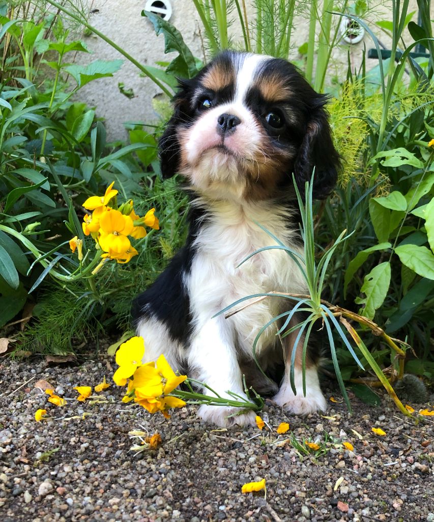 des Chemins d'Iris - Chiots disponibles - Cavalier King Charles Spaniel
