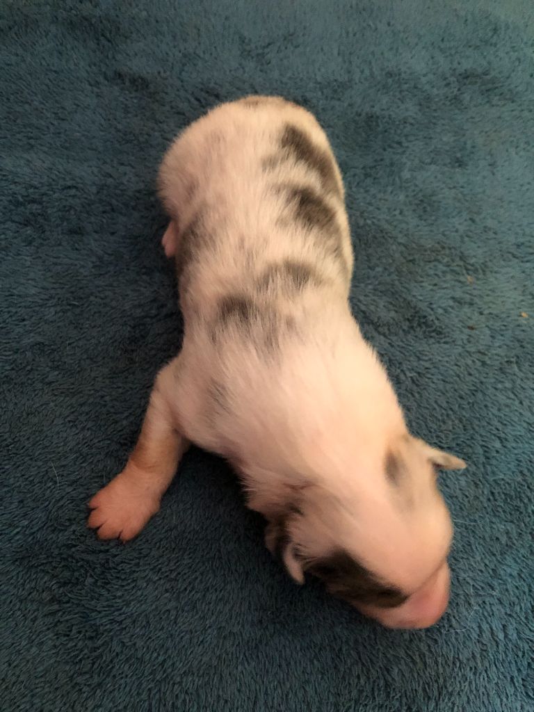 des Chemins d'Iris - Chiots disponibles - Berger Australien