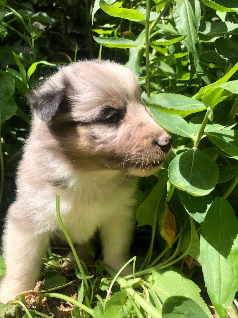 des Chemins d'Iris - Chiots disponibles - Shetland Sheepdog