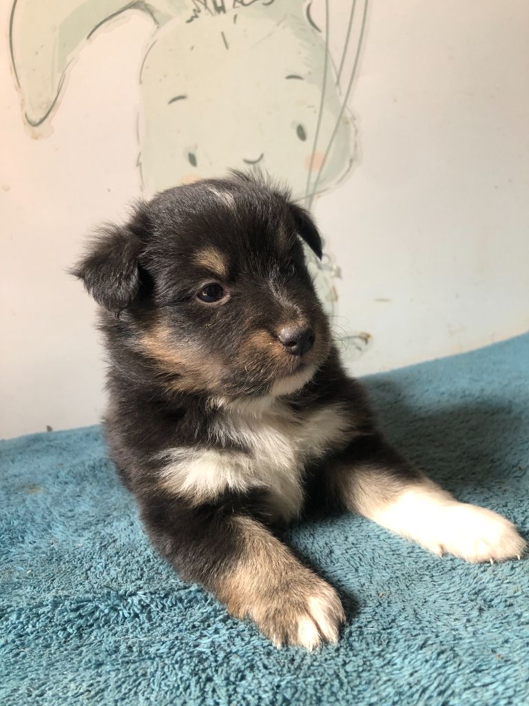 des Chemins d'Iris - Chiots disponibles - Shetland Sheepdog
