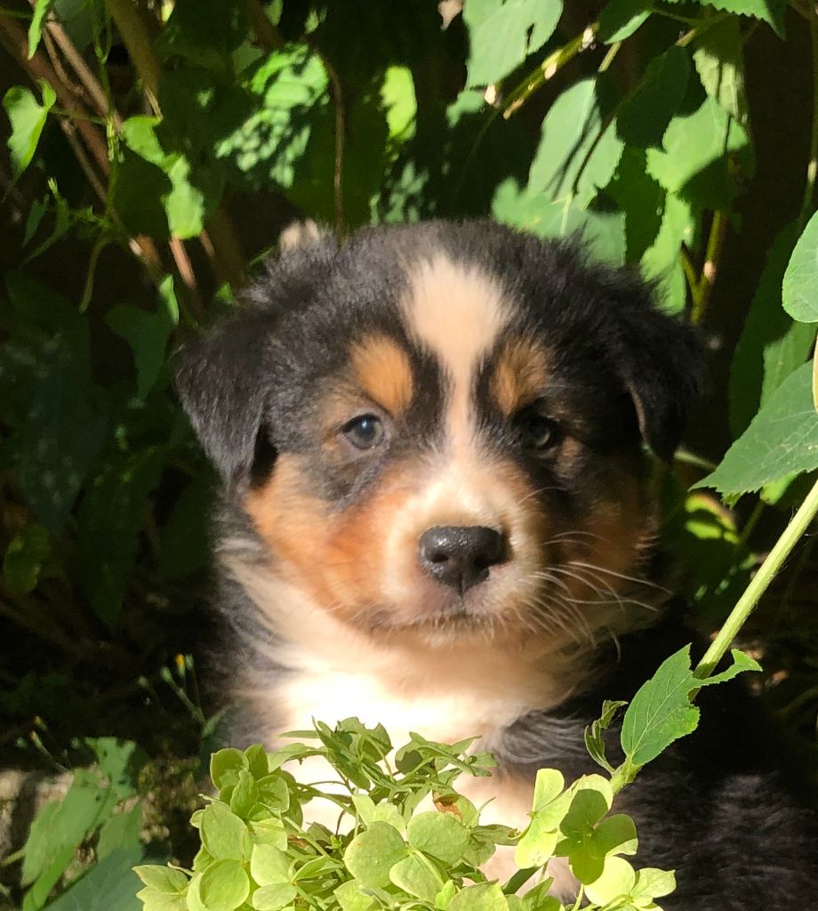 des Chemins d'Iris - Chiots disponibles - Berger Australien