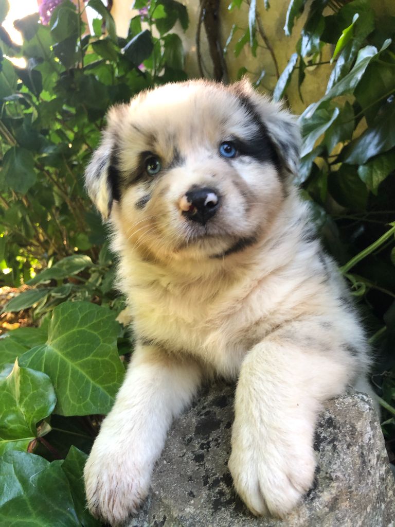 des Chemins d'Iris - Chiots disponibles - Berger Australien