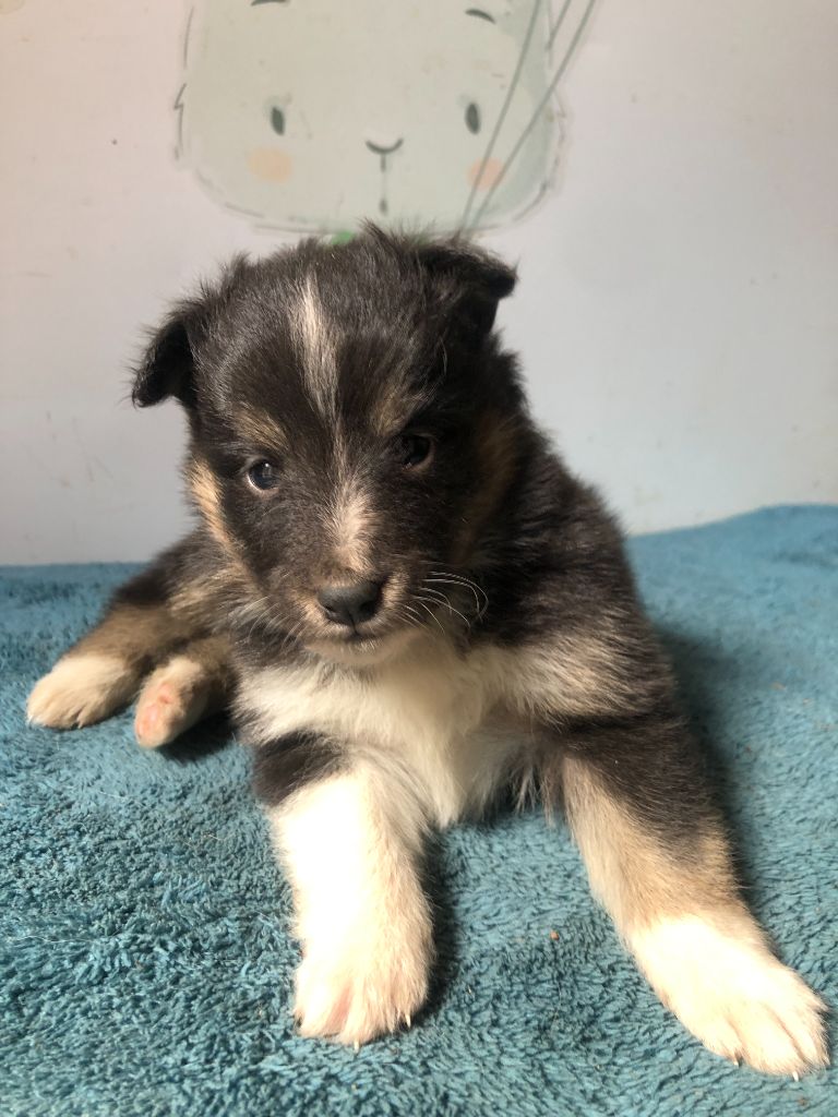 des Chemins d'Iris - Chiots disponibles - Shetland Sheepdog