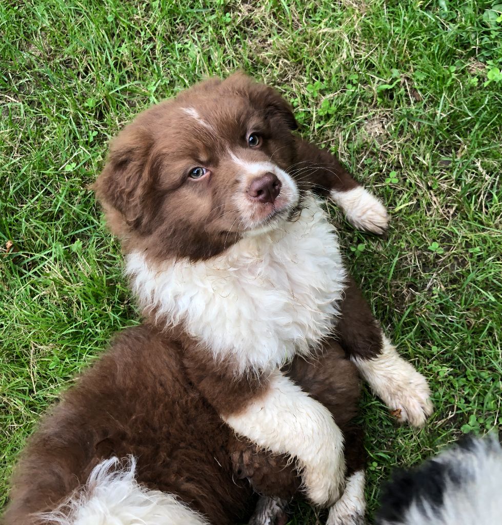 des Chemins d'Iris - Berger Australien - Portée née le 30/04/2024