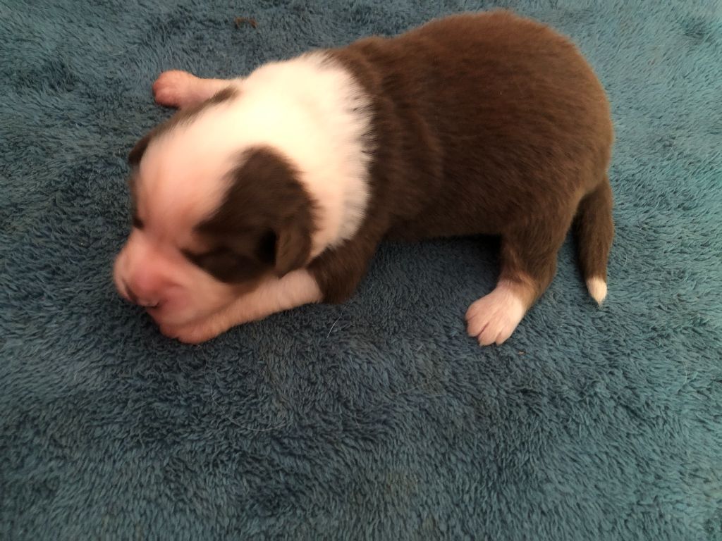 des Chemins d'Iris - Chiots disponibles - Berger Australien
