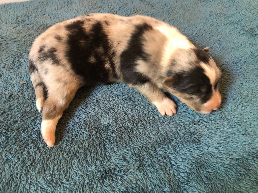des Chemins d'Iris - Chiots disponibles - Shetland Sheepdog