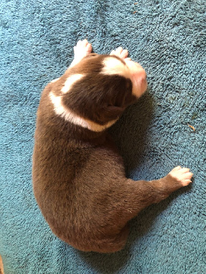CHIOT 1