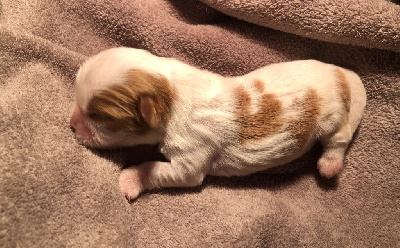 CHIOT 3