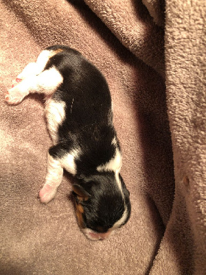 CHIOT 1