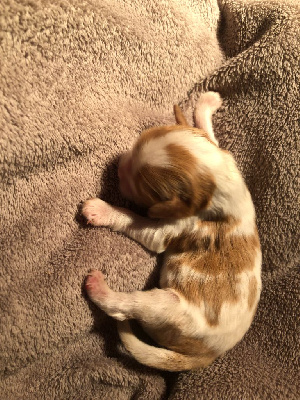 CHIOT 5