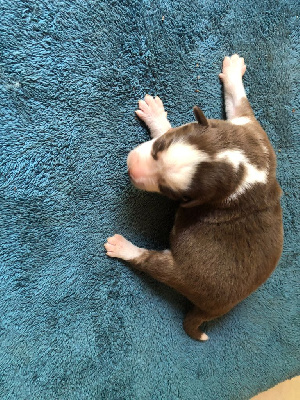 CHIOT 4