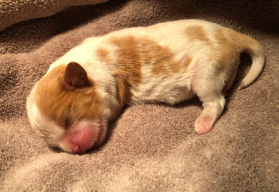 CHIOT 4
