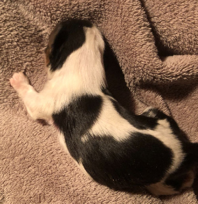 CHIOT 6