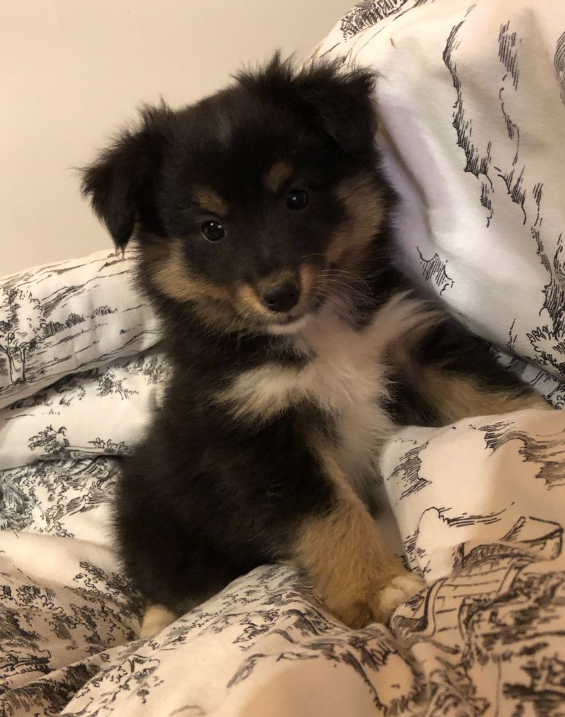 des Chemins d'Iris - Chiots disponibles - Shetland Sheepdog