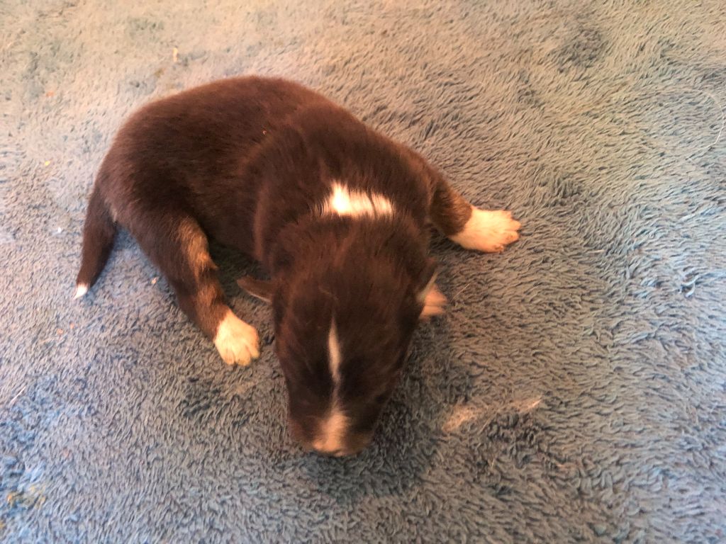 des Chemins d'Iris - Chiots disponibles - Shetland Sheepdog