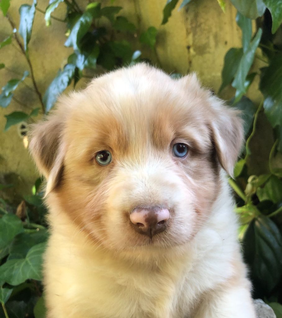 des Chemins d'Iris - Chiots disponibles - Berger Australien