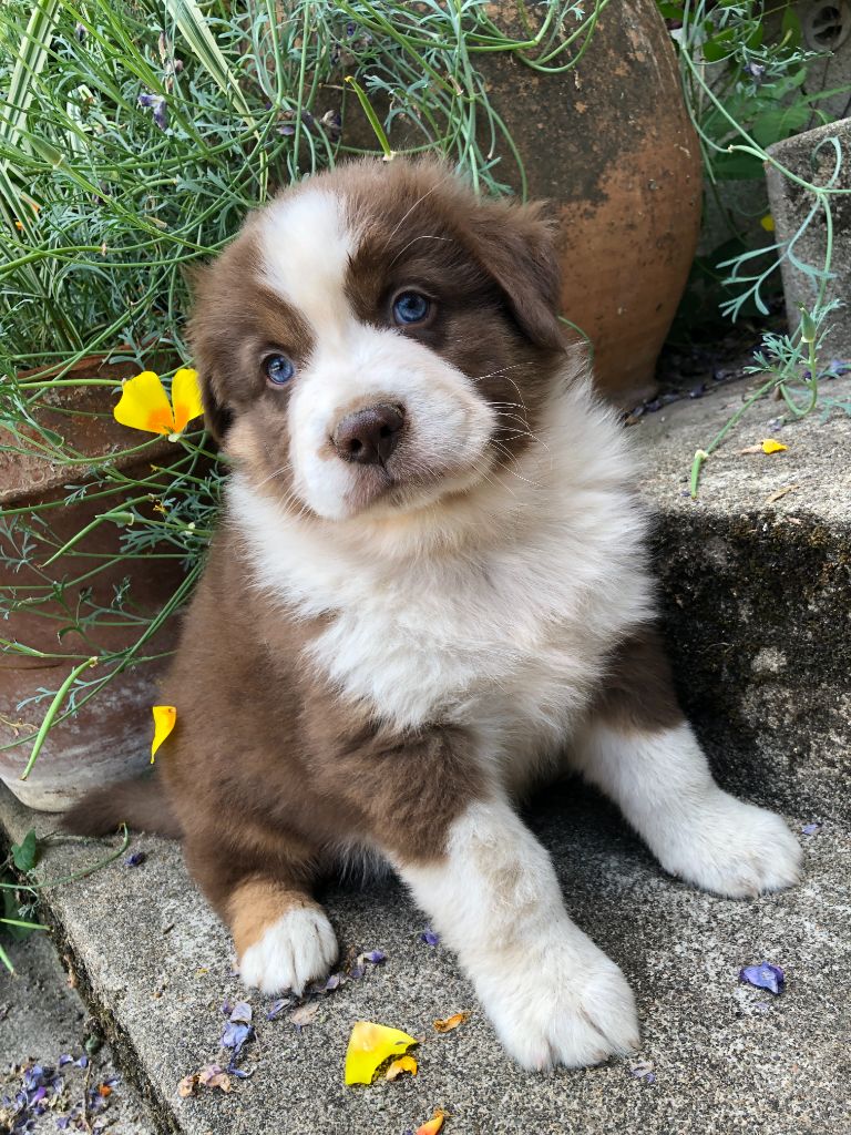des Chemins d'Iris - Chiots disponibles - Berger Australien