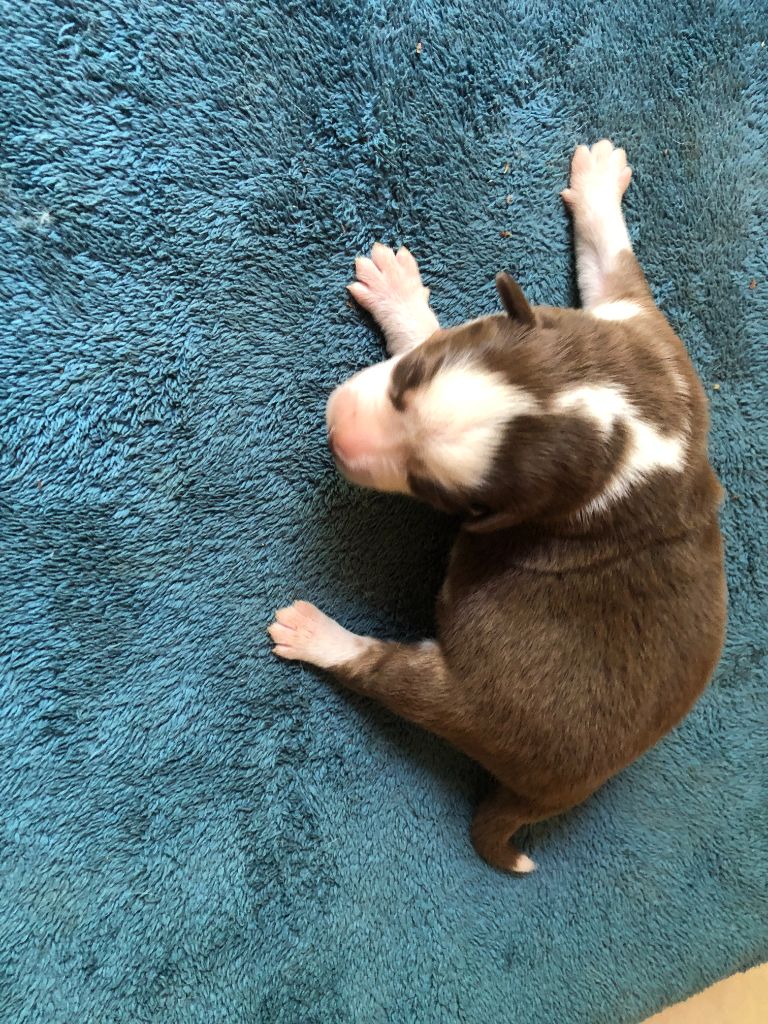 des Chemins d'Iris - Chiots disponibles - Berger Australien