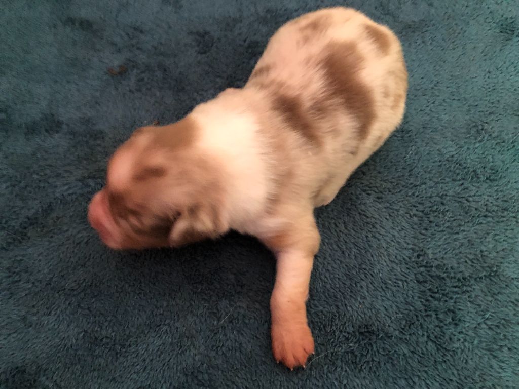 des Chemins d'Iris - Chiots disponibles - Berger Australien
