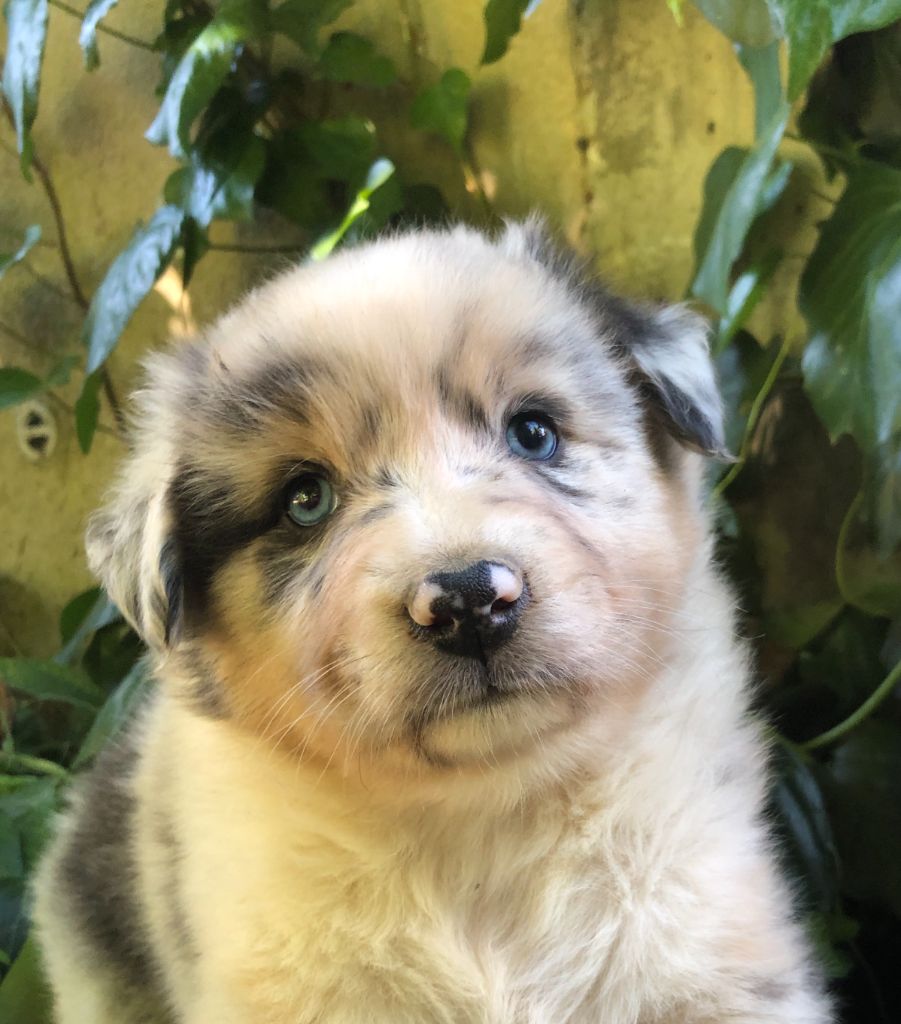 des Chemins d'Iris - Chiots disponibles - Berger Australien