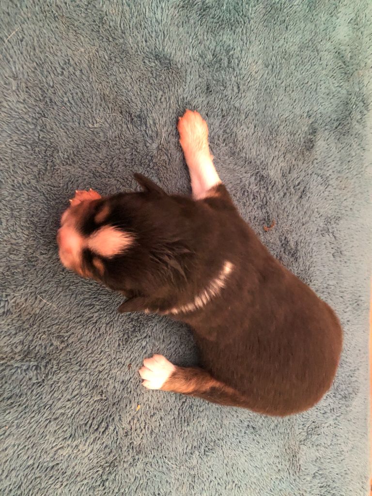 des Chemins d'Iris - Chiots disponibles - Berger Australien