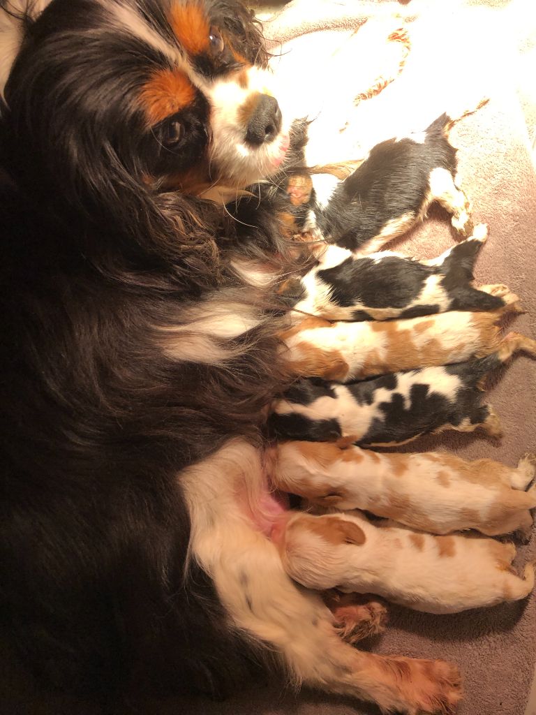 Chiot Cavalier King Charles Spaniel des Chemins d'Iris