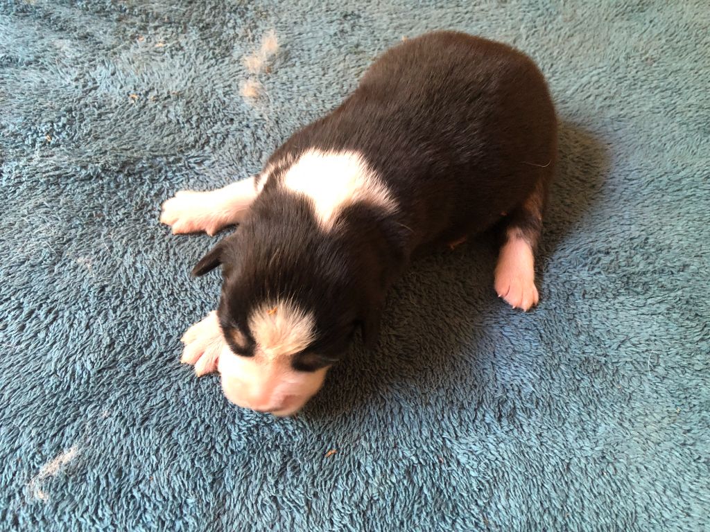 des Chemins d'Iris - Chiots disponibles - Berger Australien