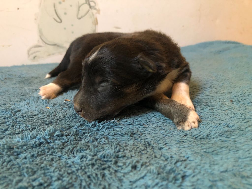 des Chemins d'Iris - Chiots disponibles - Shetland Sheepdog