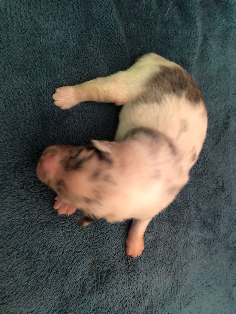des Chemins d'Iris - Chiots disponibles - Berger Australien