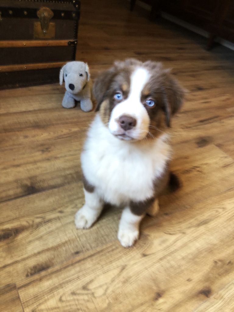 des Chemins d'Iris - Chiots disponibles - Berger Australien