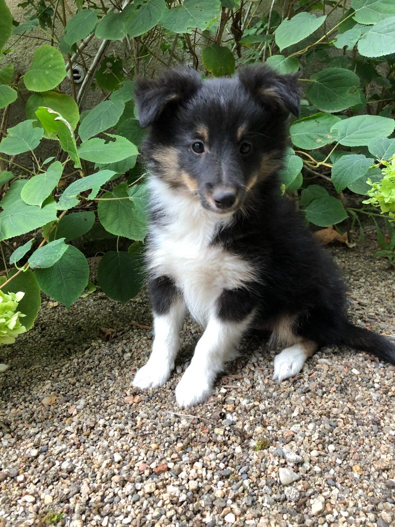 des Chemins d'Iris - Shetland Sheepdog - Portée née le 14/06/2024