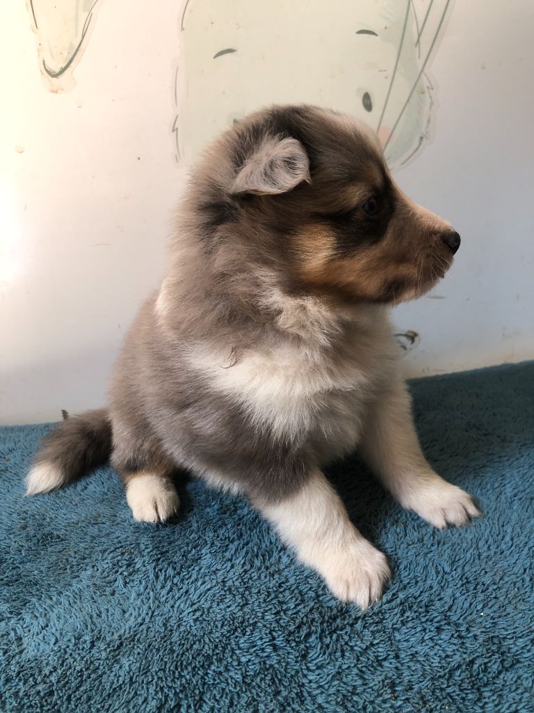 des Chemins d'Iris - Chiots disponibles - Shetland Sheepdog